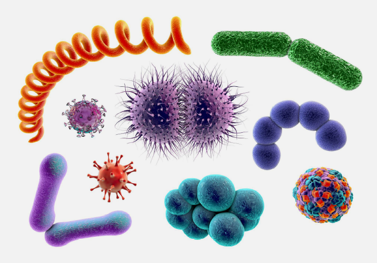 Bacteria